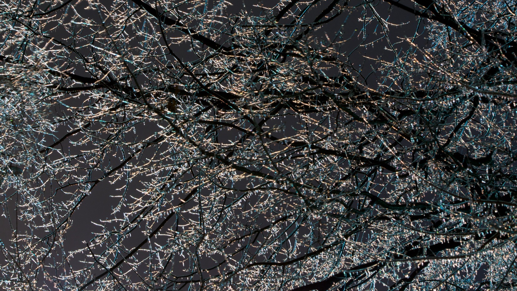 Ice-covered branches — Webistemology